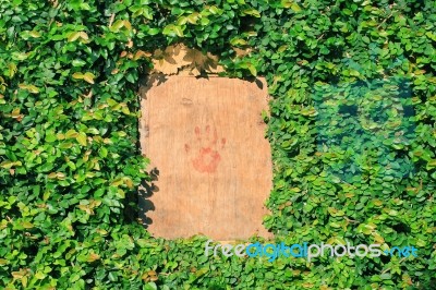 Wooden Window And Leaf Frame Stock Photo