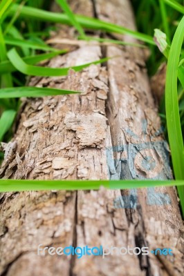 Wooden With Green Grass Background Stock Photo