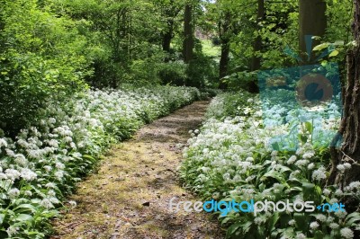 Woodland Path And Flowering Garlic Stock Photo