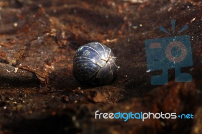 Woodlice Stock Photo