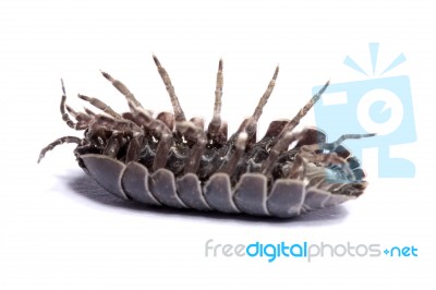 Woodlice Bug Stock Photo