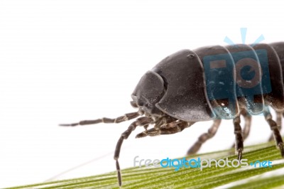 Woodlice Bug Stock Photo