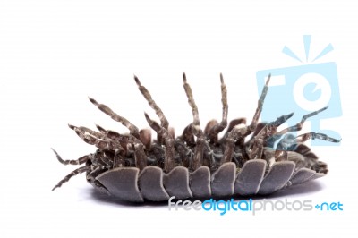 Woodlice Bug Stock Photo