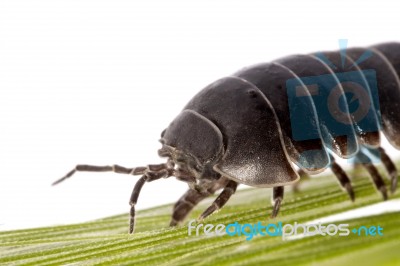 Woodlice Bug Stock Photo