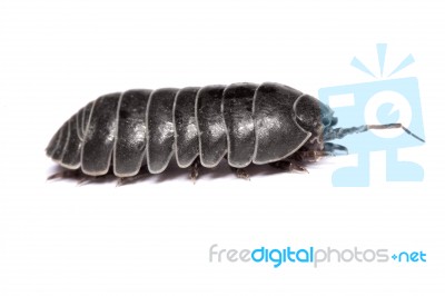 Woodlice Bug Stock Photo