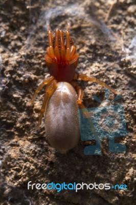 Woodlouse Spider (dysdera Crocata) Stock Photo