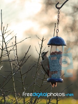 Woodpecker Stock Photo