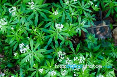 Woodruff White Flowers Stock Photo