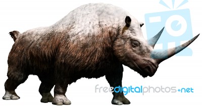 Woolly Rhinoceros Stock Image