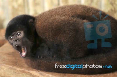 Wooly Monkey Being Maintained In Captivity, Ecuador Stock Photo