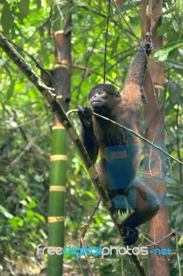 Wooly Monkey In The Amazonia Of Ecuador Stock Photo