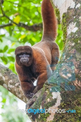 Wooly Monkey In The Amazonia Of Ecuador Stock Photo