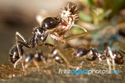 Worker Ants Stock Photo