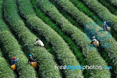 Workers Harvesting Tea In Plantation Stock Photo