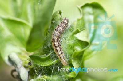 Worm In Garden Stock Photo