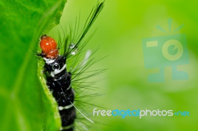 Worm In Garden Or In Green Nature Stock Photo