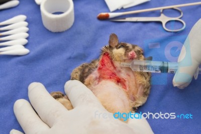 Wounded Sugarglider Treated By Veterinarians,pet Care Dressing Wound Stock Photo