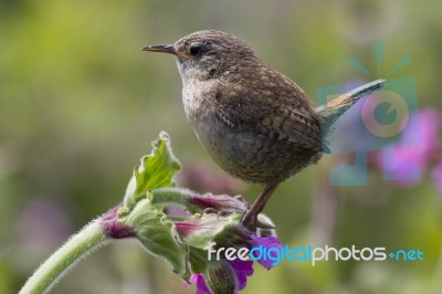 Wren Stock Photo