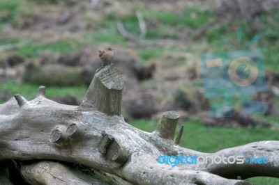 Wren (troglodytes Troglodytes) Stock Photo