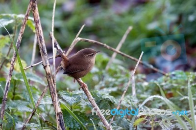 Wren (troglodytes Troglodytes) Perched On A Dead Stalk At Weir W… Stock Photo