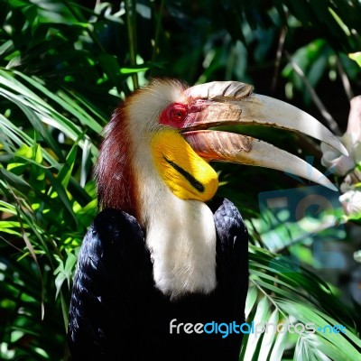 Wresthed Hornbill Stock Photo