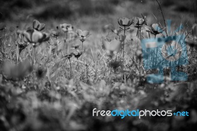 X-ray Anemones Field Stock Photo