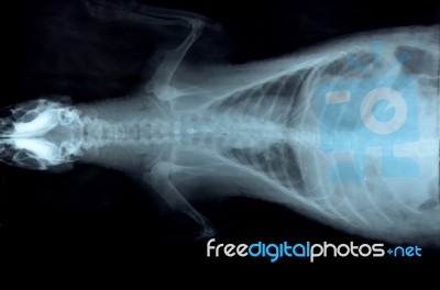 X Ray Picture Of Wild Animal Stock Photo