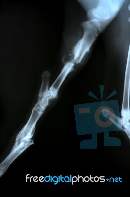 X Ray Picture Of Wild Animal Stock Photo