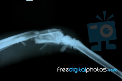 X Ray Picture Of Wild Animal Stock Photo