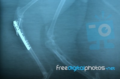 X Ray Picture Of Wild Animal Stock Photo