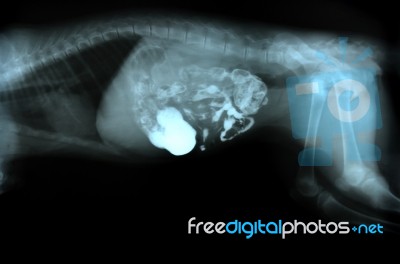 X Ray Picture Of Wild Animal Stock Photo