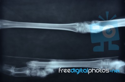 X Ray Picture Of Wild Animal Stock Photo