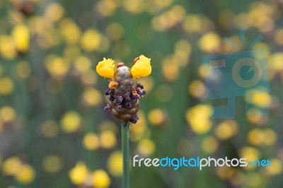 
Xyridaceae Beautiful Field Full Of Yellow Stock Photo