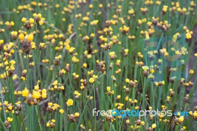 
Xyridaceae Beautiful Field Full Of Yellow Stock Photo