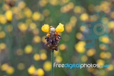 
Xyridaceae Beautiful Field Full Of Yellow Stock Photo