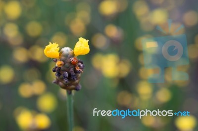 
Xyridaceae Beautiful Field Full Of Yellow Stock Photo