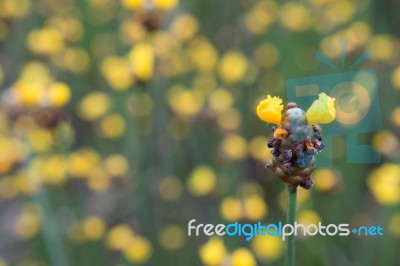 
Xyridaceae Beautiful Field Full Of Yellow Stock Photo