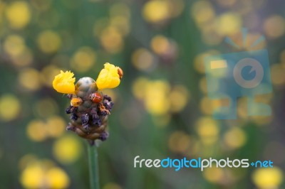 
Xyridaceae Beautiful Field Full Of Yellow Stock Photo