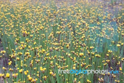 
Xyridaceae Beautiful Field Full Of Yellow Stock Photo