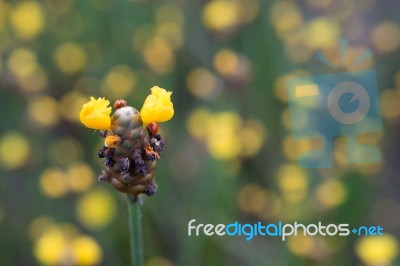 
Xyridaceae Beautiful Field Full Of Yellow Stock Photo