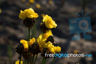 
Xyridaceae Beautiful Field Full Of Yellow Macro For Details Stock Photo