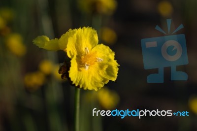 
Xyridaceae Beautiful Field Full Of Yellow Macro For Details Stock Photo