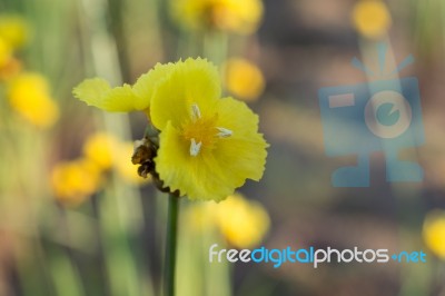 
Xyridaceae Beautiful Field Full Of Yellow Macro For Details Stock Photo