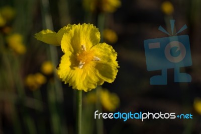 
Xyridaceae Beautiful Field Full Of Yellow Macro For Details Stock Photo