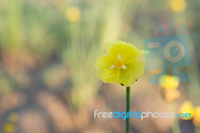 
Xyridaceae Beautiful Field Full Of Yellow Macro For Details Stock Photo