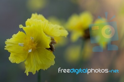 
Xyridaceae Beautiful Field Full Of Yellow Macro For Details Stock Photo