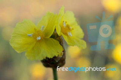 
Xyridaceae Beautiful Field Full Of Yellow Macro For Details Stock Photo