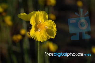 
Xyridaceae Beautiful Field Full Of Yellow Macro For Details Stock Photo