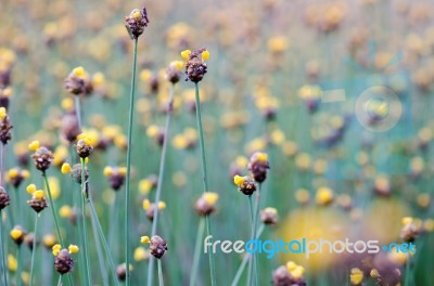 
Xyridaceae Full Bloom Yellow Fields. Look Naturally Beautiful Stock Photo