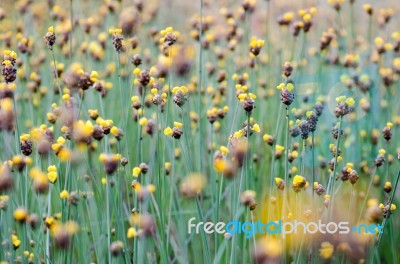 
Xyridaceae Full Bloom Yellow Fields. Look Naturally Beautiful Stock Photo